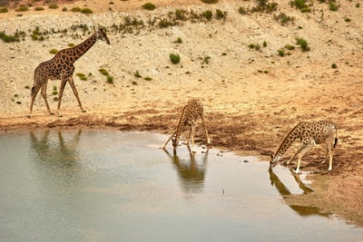 Three giraffes drink
